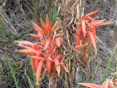 Aloe micracantha