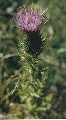 Cirsium pumilum