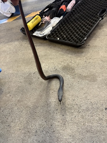 Red-bellied Black Snake sighting