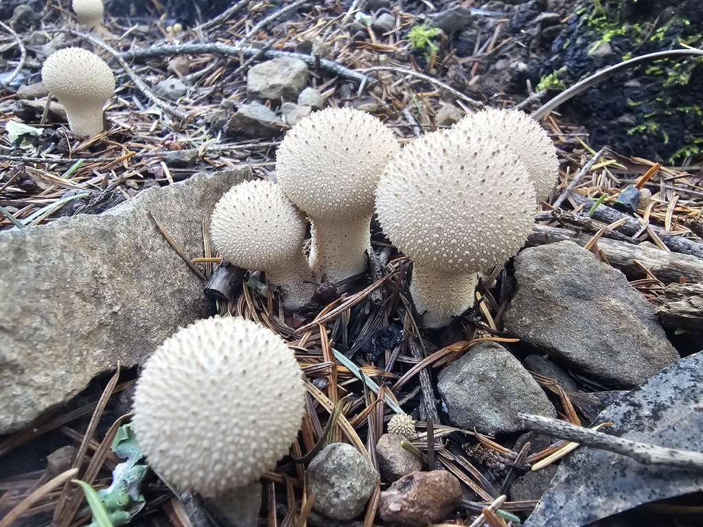 Lycoperdon perlatum · November 2025 · photo: © isaac_krone (iNaturalist, cc-by)