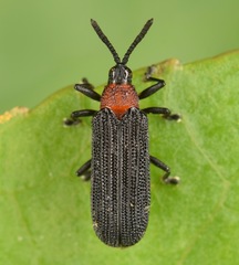 Chalepus bicolor