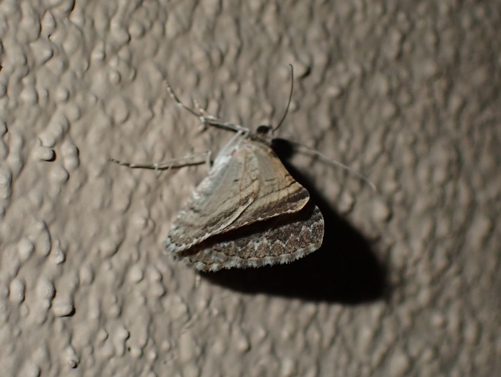 New Mexico Carpet Moth