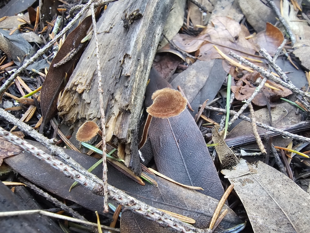 Auriscalpium vulgare · November 2025 · photo: © isaac_krone (iNaturalist, cc-by)