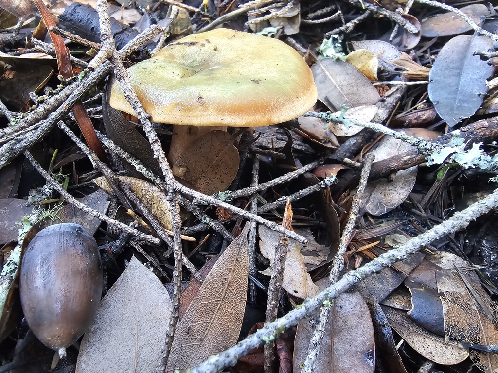 Lactarius rubrilacteus · November 2025 · photo: © isaac_krone (iNaturalist, cc-by)
