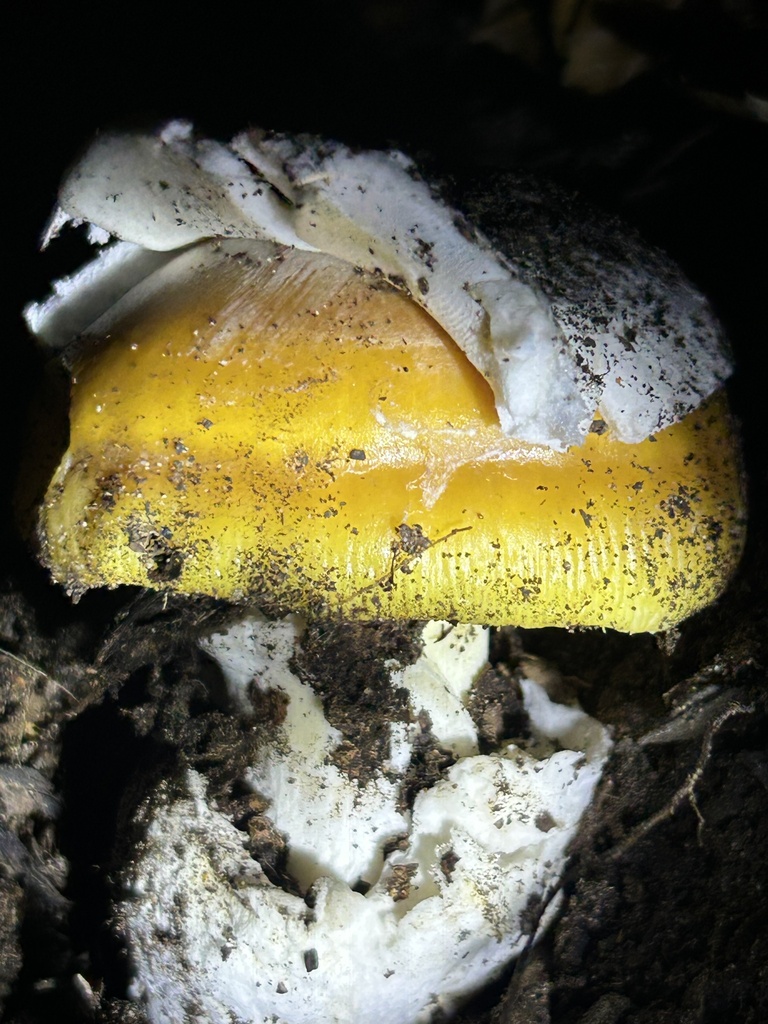 Amanita calyptroderma · November 2025 · photo: © aheyman1 (iNaturalist, cc0)