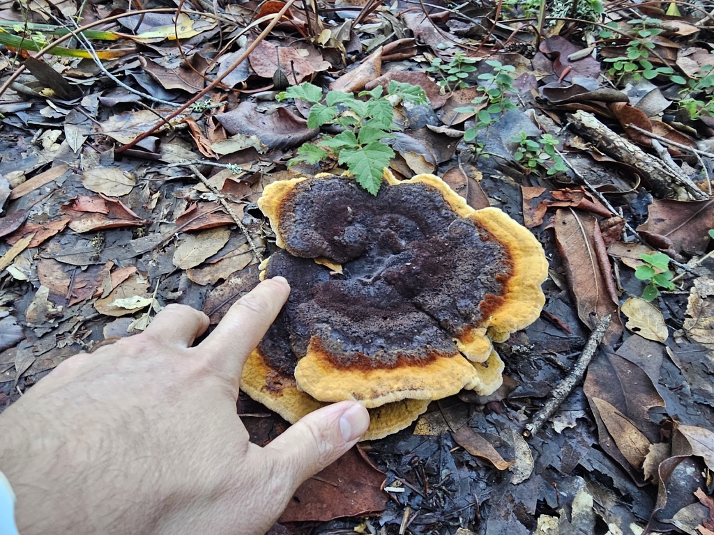Phaeolus hispidoides · November 2025 · photo: © isaac_krone (iNaturalist, cc-by)