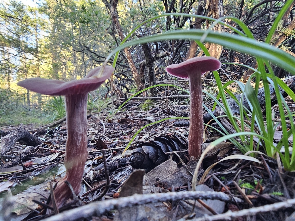 Laccaria amethysteo-occidentalis · November 2025 · photo: © isaac_krone (iNaturalist, cc-by)