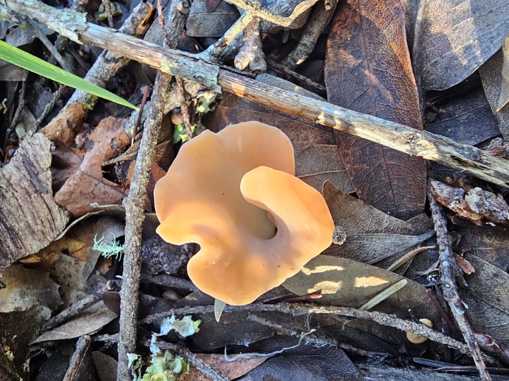 Guepinia helvelloides · November 2025 · photo: © isaac_krone (iNaturalist, cc-by)