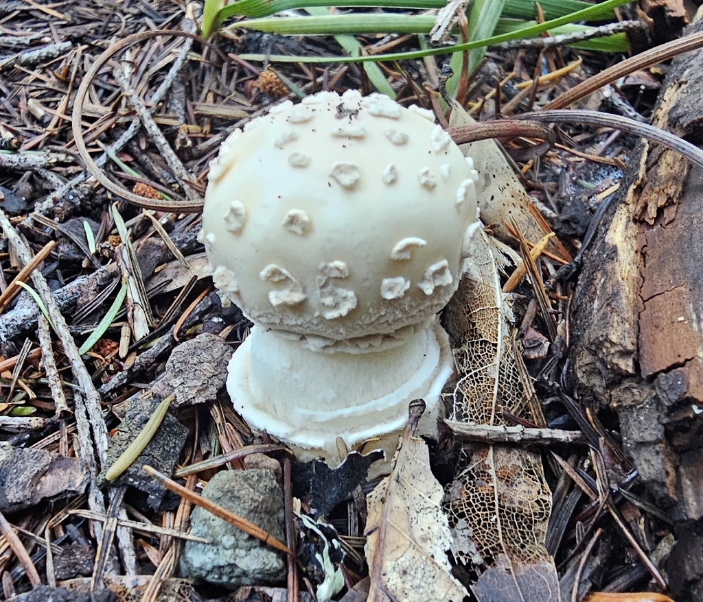 Amanita pantherinoides · November 2025 · photo: © isaac_krone (iNaturalist, cc-by)