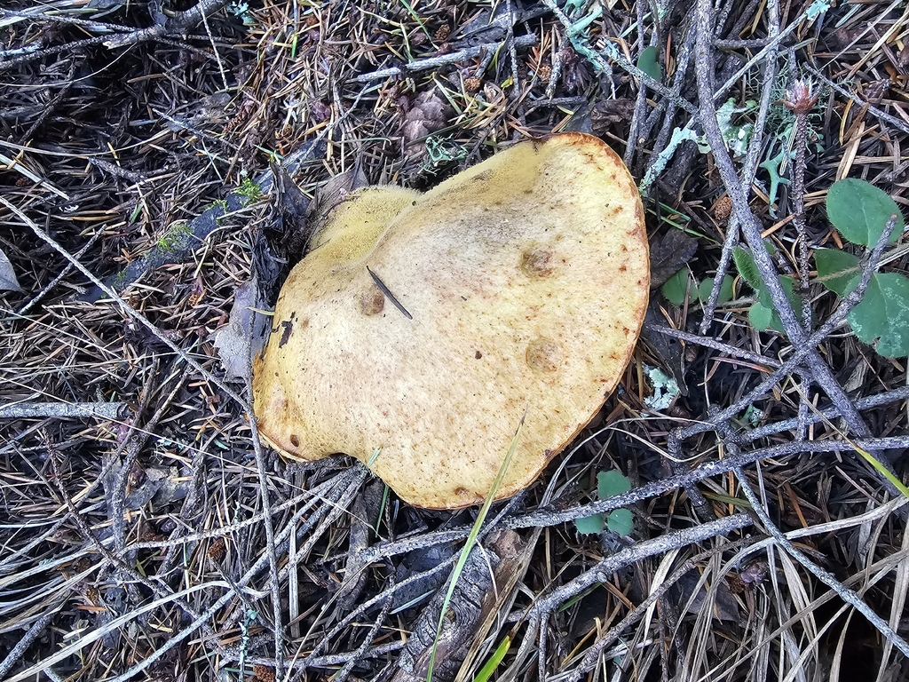 Suillus caerulescens · November 2025 · photo: © isaac_krone (iNaturalist, cc-by)