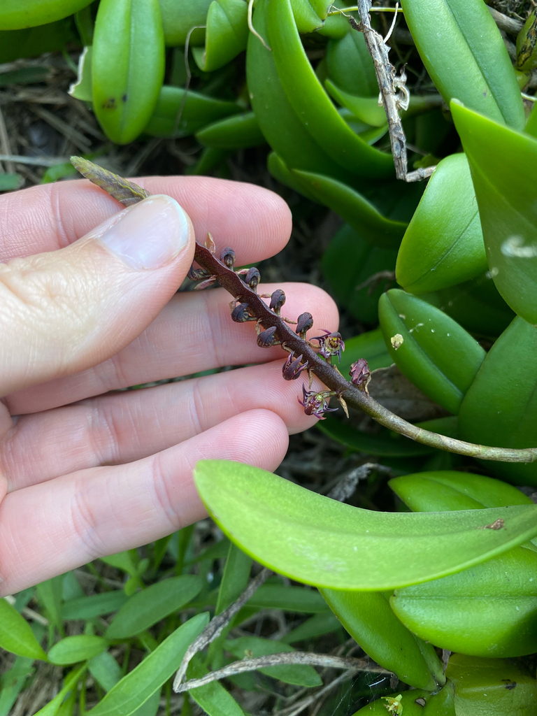 Bulbophyllum scaberulum (Rolfe) Bolus 3