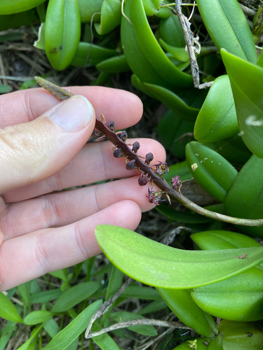 Bulbophyllum scaberulum, photograph 2
