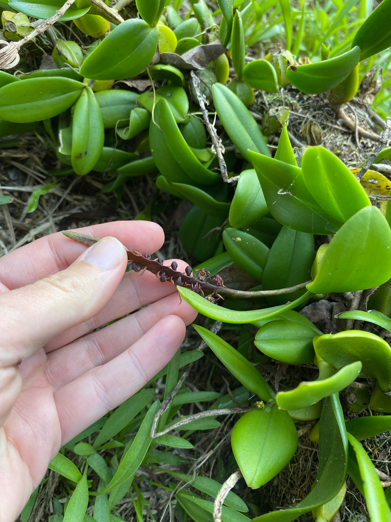 Bulbophyllum scaberulum