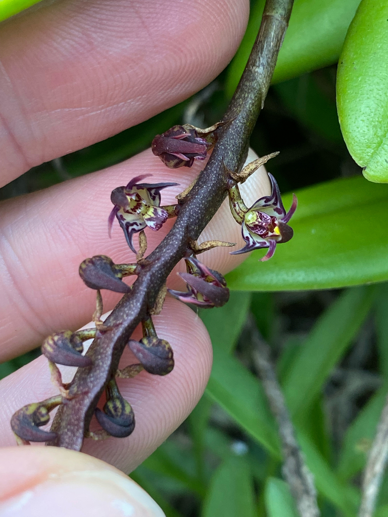 Bulbophyllum scaberulum (Rolfe) Bolus 4