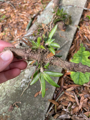 Listrostachys orchid (Listrostachys)