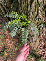 Asplenium rutifolium, photograph (c) Sunčana Bradley, some rights reserved (CC BY)