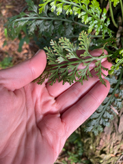 Asplenium rutifolium, photograph (c) Sunčana Bradley, some rights reserved (CC BY)