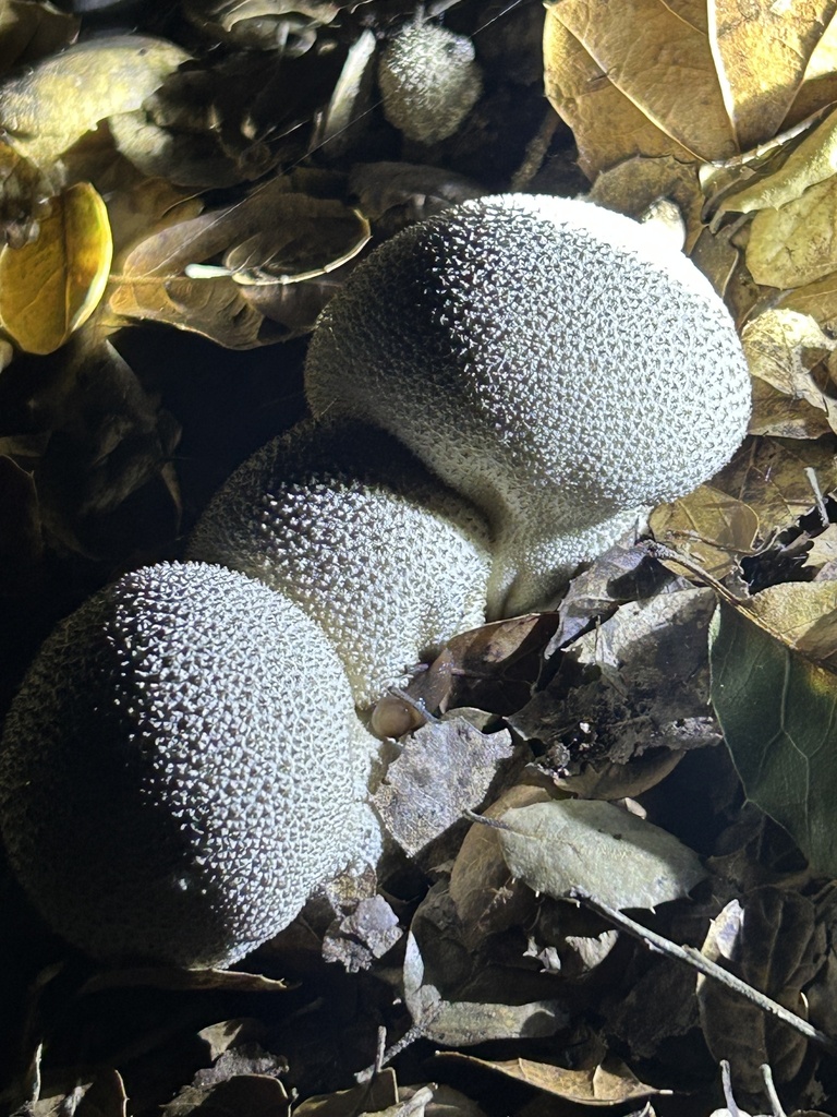 Lycoperdon perlatum · November 2025 · photo: © aheyman1 (iNaturalist, cc0)