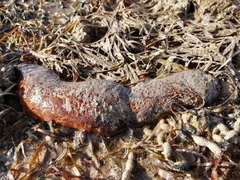 Holothuria floridana