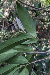 Ilex formosana, photograph (c) 許文俊, some rights reserved (CC BY-SA)