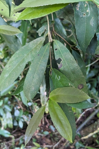 Ilex formosana, photograph 3
