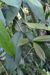 Ilex formosana, photograph (c) 許文俊, some rights reserved (CC BY-SA)