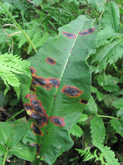 Pseudorhytisma bistortae