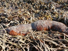 Holothuria floridana
