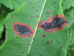 Pseudorhytisma bistortae