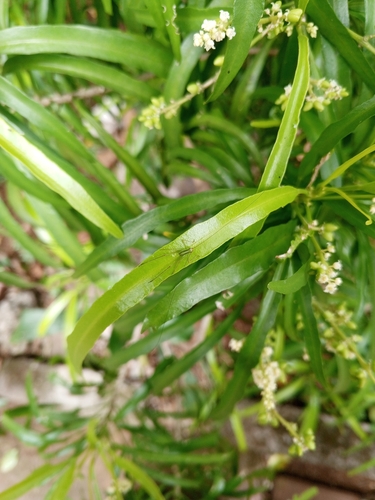 Euodia hortensis observed 2025-11-29