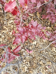 Berberis repens