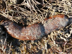 Holothuria floridana
