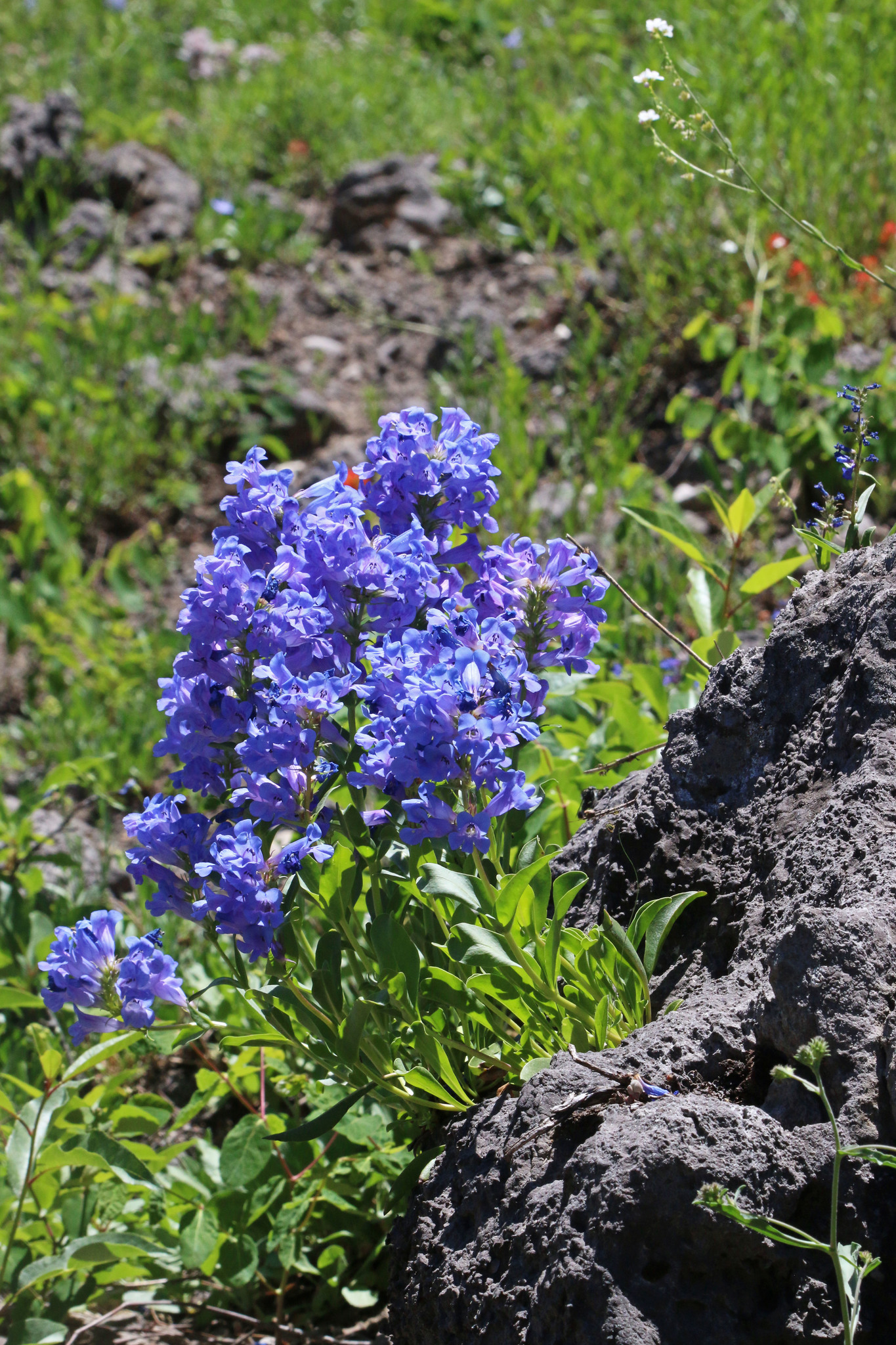 Penstemon compactus
