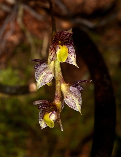 Aubrevillei Orchid