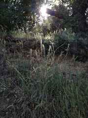 Thysanocarpus curvipes