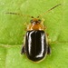 Capraita - Photo (c) skitterbug, some rights reserved (CC BY), uploaded by skitterbug