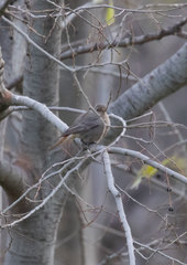 Phoenicurus ochruros