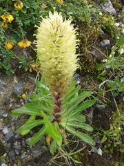 Campanula thyrsoides