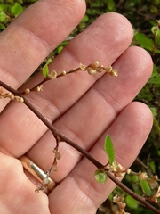 Muehlenbeckia complexa