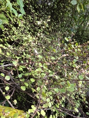 Muehlenbeckia complexa