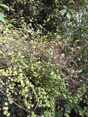 Muehlenbeckia complexa