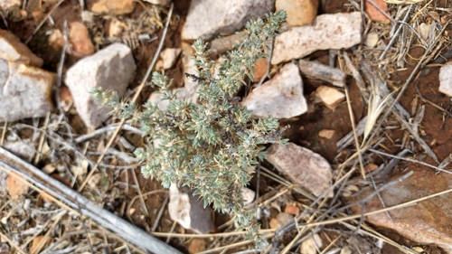Sclerolaena obliquicuspis, 2025-11-29