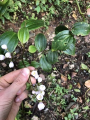 Adelobotrys adscendens