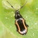 Phyllotreta - Photo (c) skitterbug, algunos derechos reservados (CC BY), uploaded by skitterbug