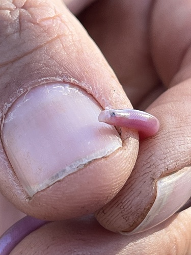 Beaked Blind Snake sighting