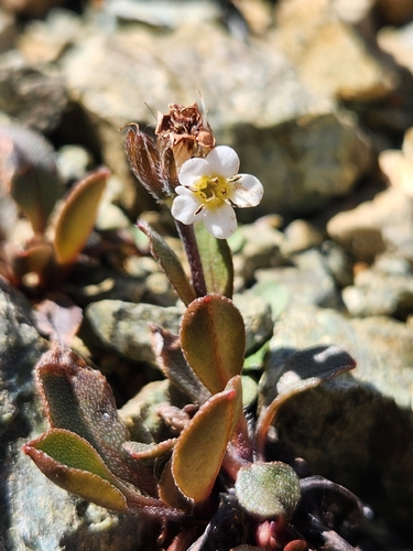 Myosotis monroi, 2025-11-29
