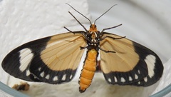 Scopula libyssa