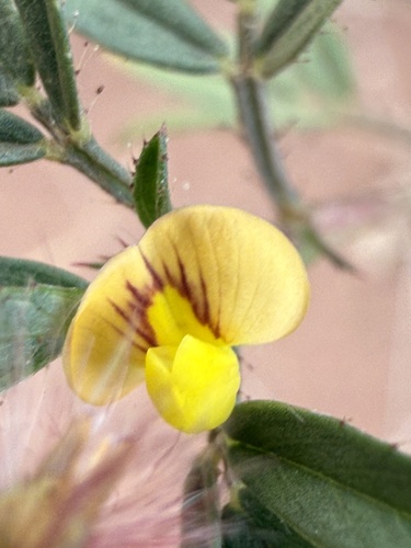 Stylosanthes scabra observed 2025-11-26