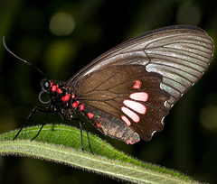 Parides anchises