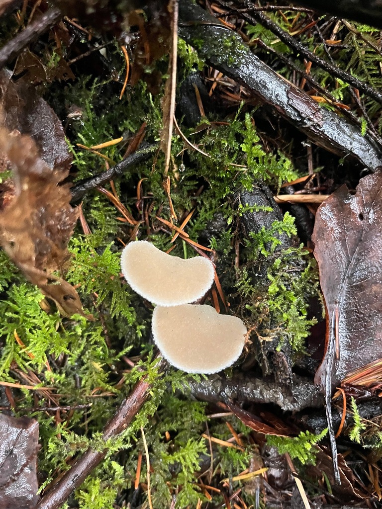 Pseudohydnum gelatinosum · November 2025 · photo: © enspring (iNaturalist, cc0)